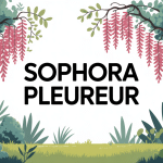illustration sophora pleureur branches retombantes jardin graphique