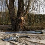 Quand et comment tailler un saule pleureur : outils et coupe nette sur branches retombantes