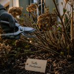 Quand couper hortensia : main au sécateur sur hortensia pour la taille