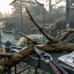 Quand tailler la bignone en mars : branches à 2 ou 3 bourgeons