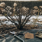 Quand tailler les cassissiers en hiver : 8 à 15 rameaux, sécateur et branches taillées