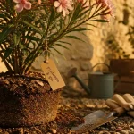 Quand planter un laurier rose : pot drainé, motte et terre, avant le gel